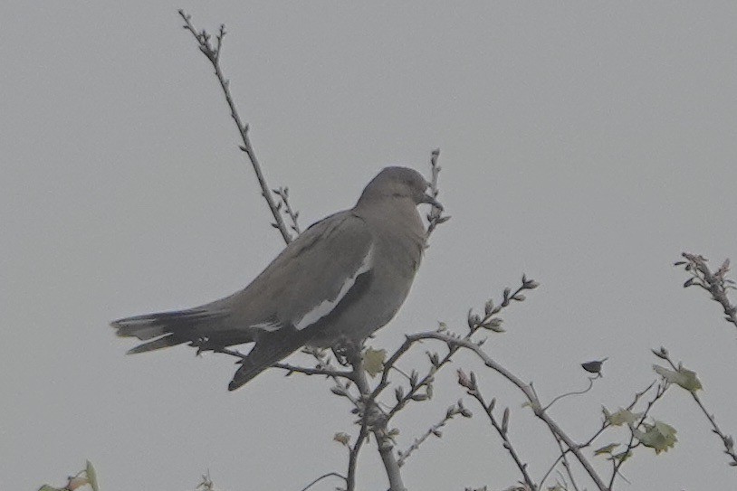 White-winged Dove - ML615835462