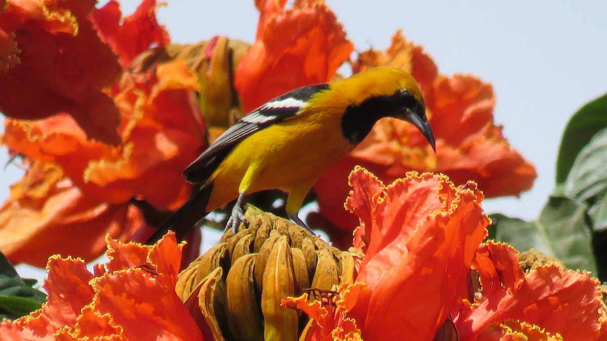 Hooded Oriole - Edward McKen