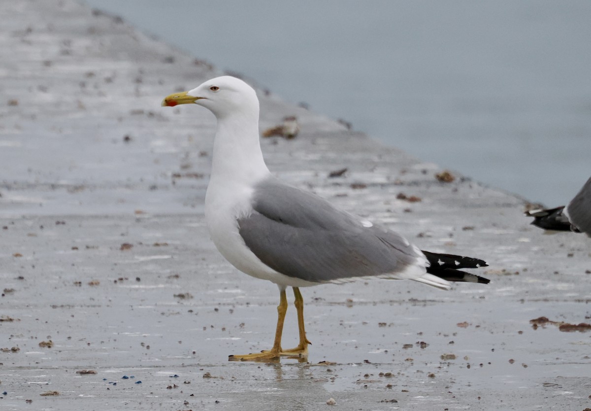 Yellow-legged Gull - ML615835478