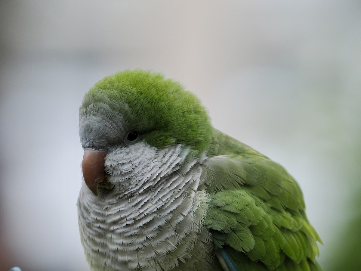 Monk Parakeet - ML615835486