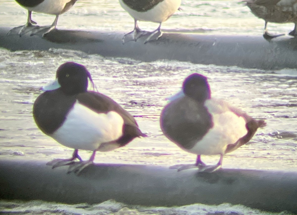 Tufted Duck - ML615835537