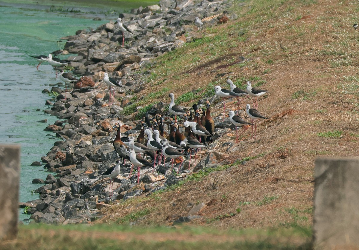 White-faced Whistling-Duck - ML615835551