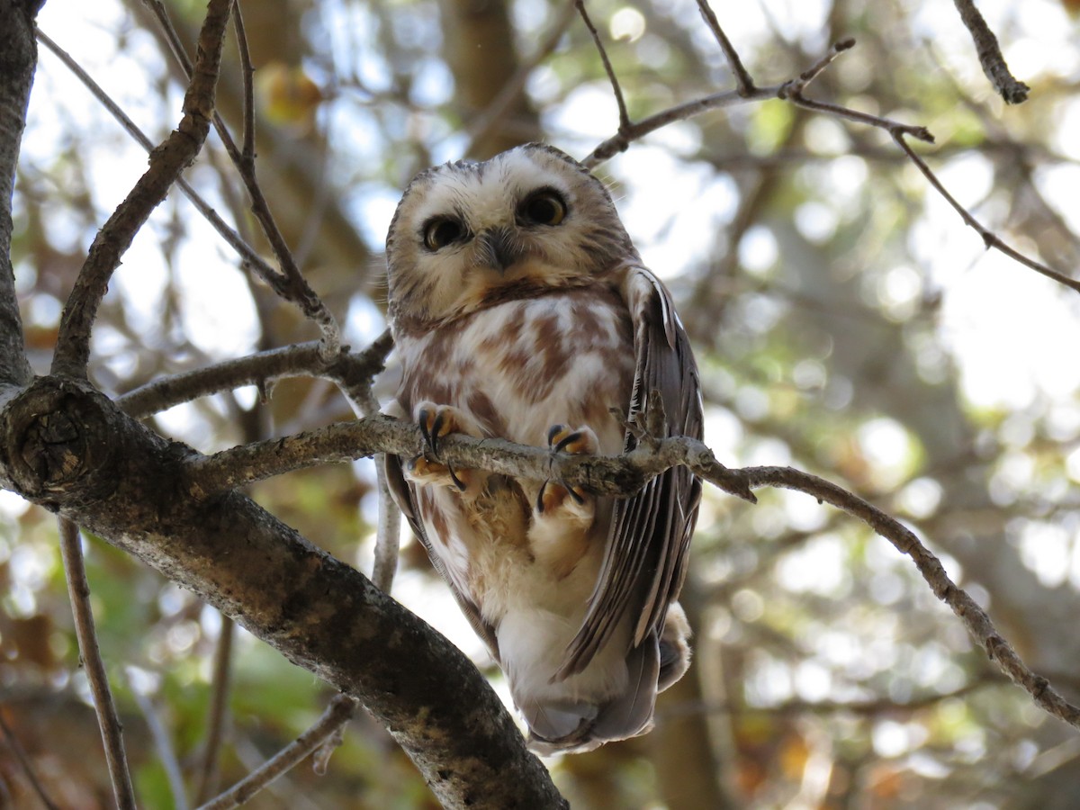 Northern Saw-whet Owl - Ethan Brown