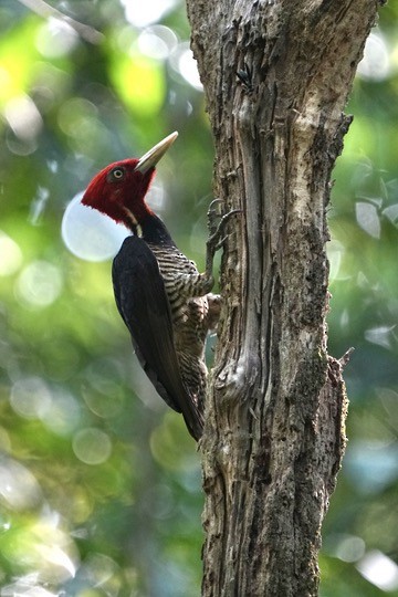 Pale-billed Woodpecker - Christopher Carlson