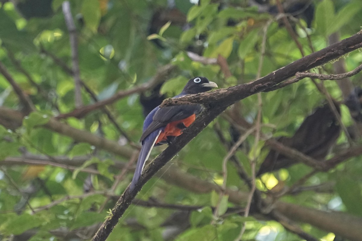 Baird's Trogon - ML615835621