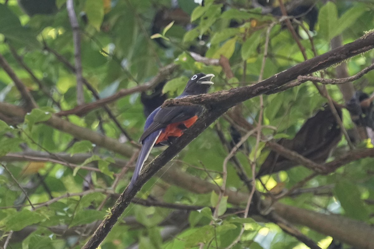 Baird's Trogon - ML615835625