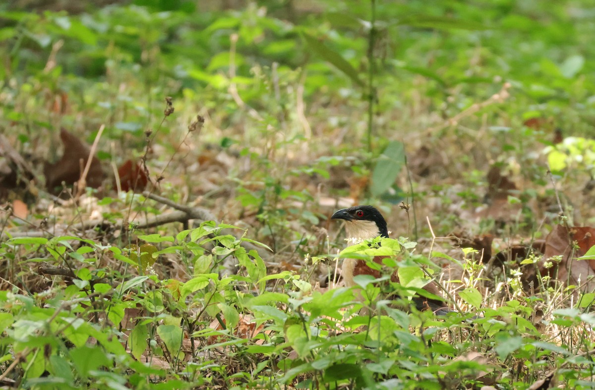 Senegal Coucal - Louis Hebert