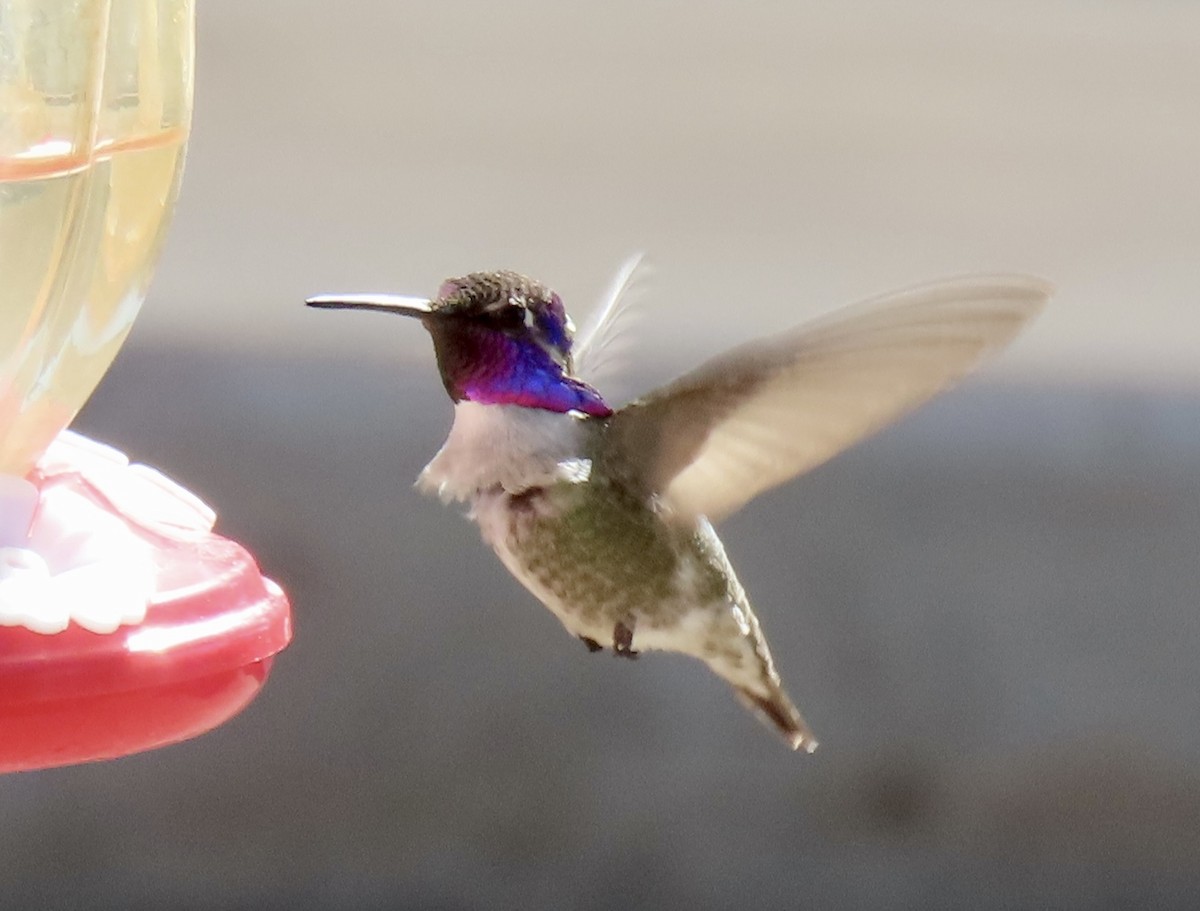 Costa's Hummingbird - ML615835656