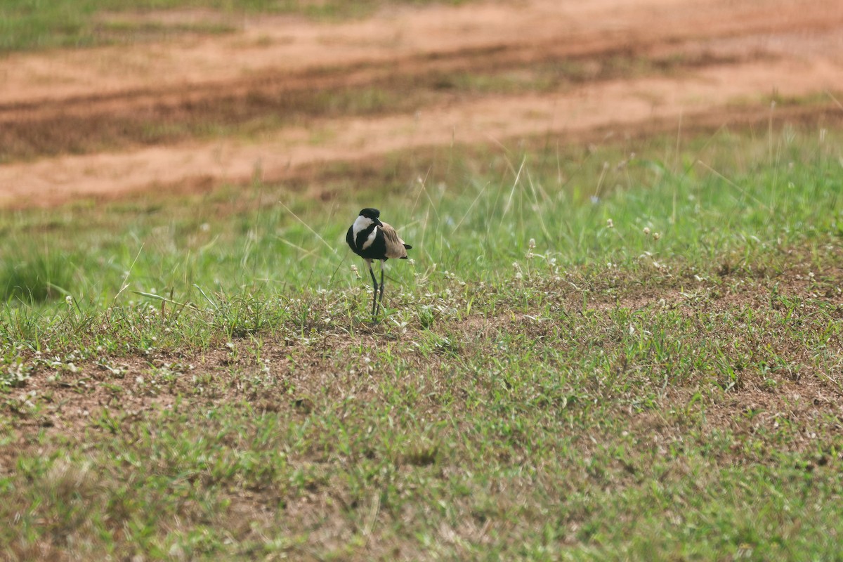 Spur-winged Lapwing - Louis Hebert