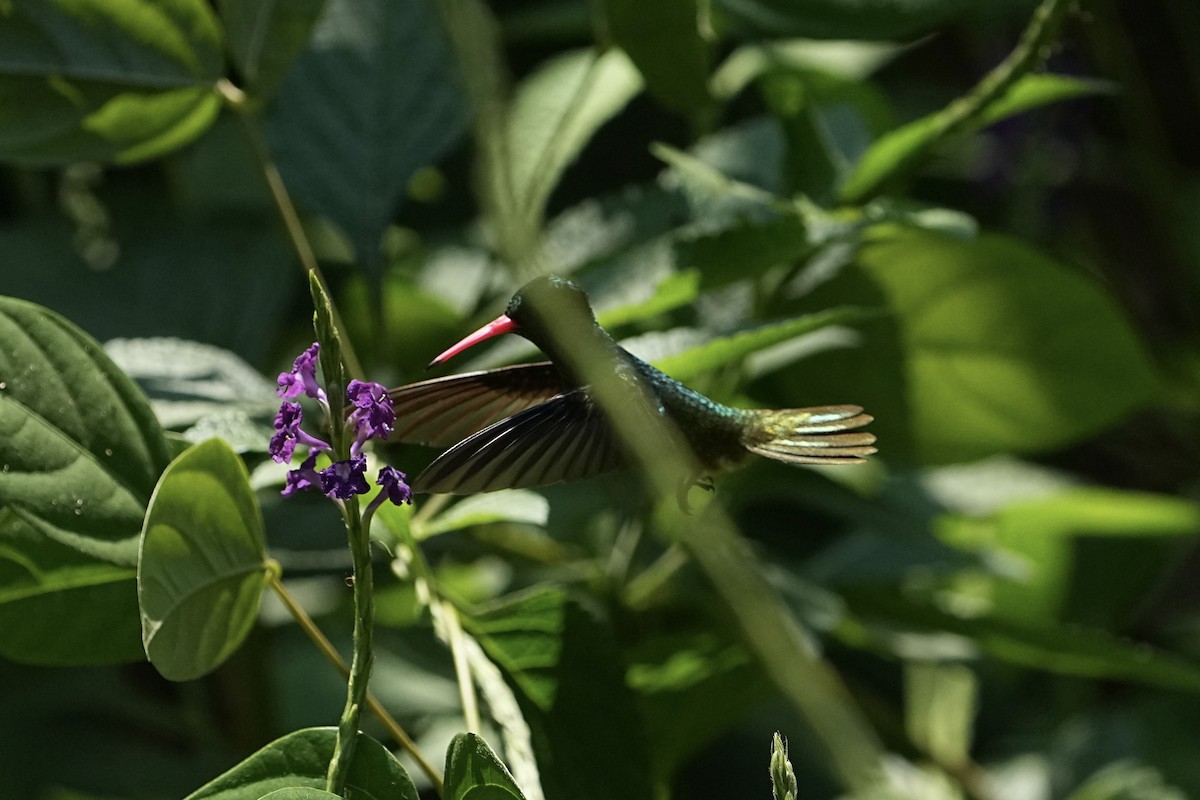 Blue-throated Goldentail - Christopher Carlson