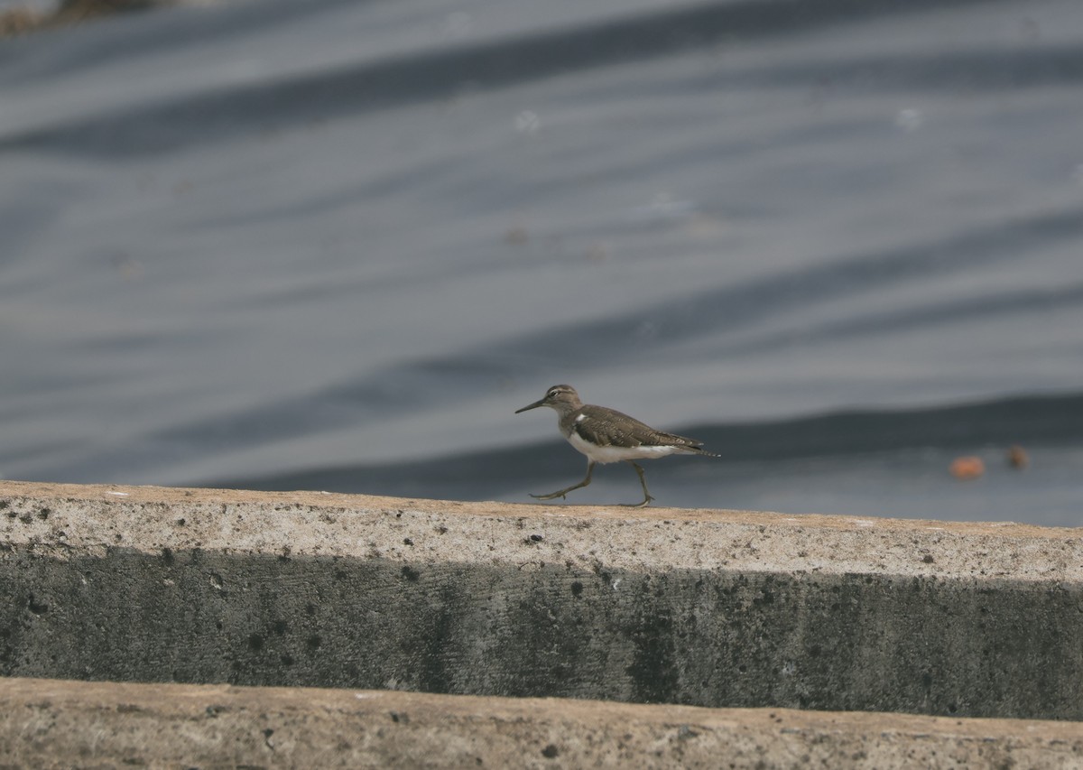 Common Sandpiper - Louis Hebert