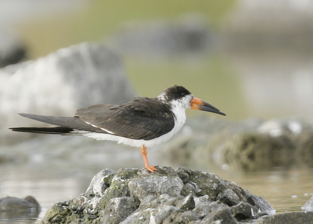 Black Skimmer - ML615835727