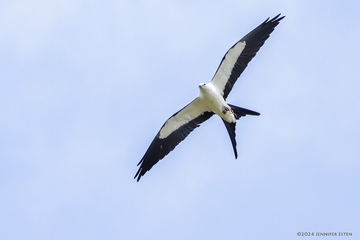 Swallow-tailed Kite - Jennifer Esten