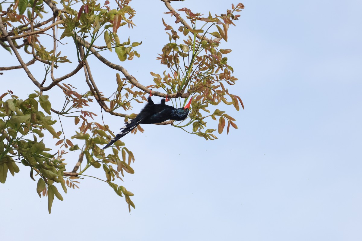 Green Woodhoopoe - Louis Hebert