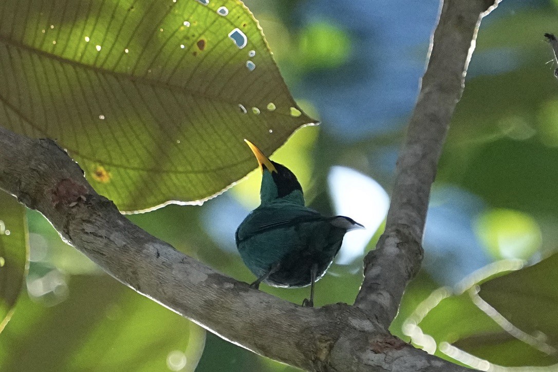 Green Honeycreeper - ML615835779