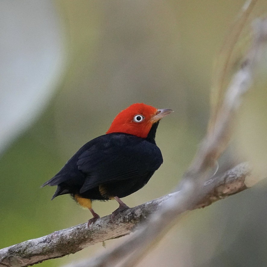 Red-capped Manakin - ML615835782