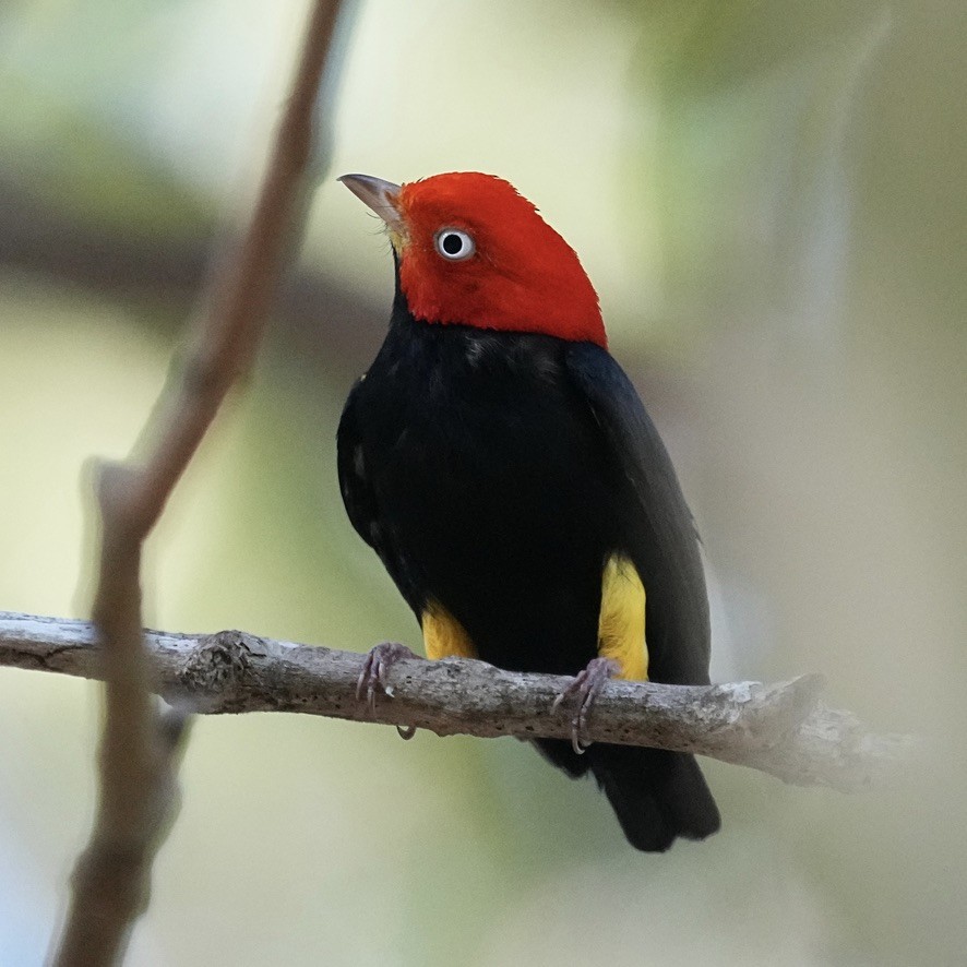 Red-capped Manakin - ML615835784