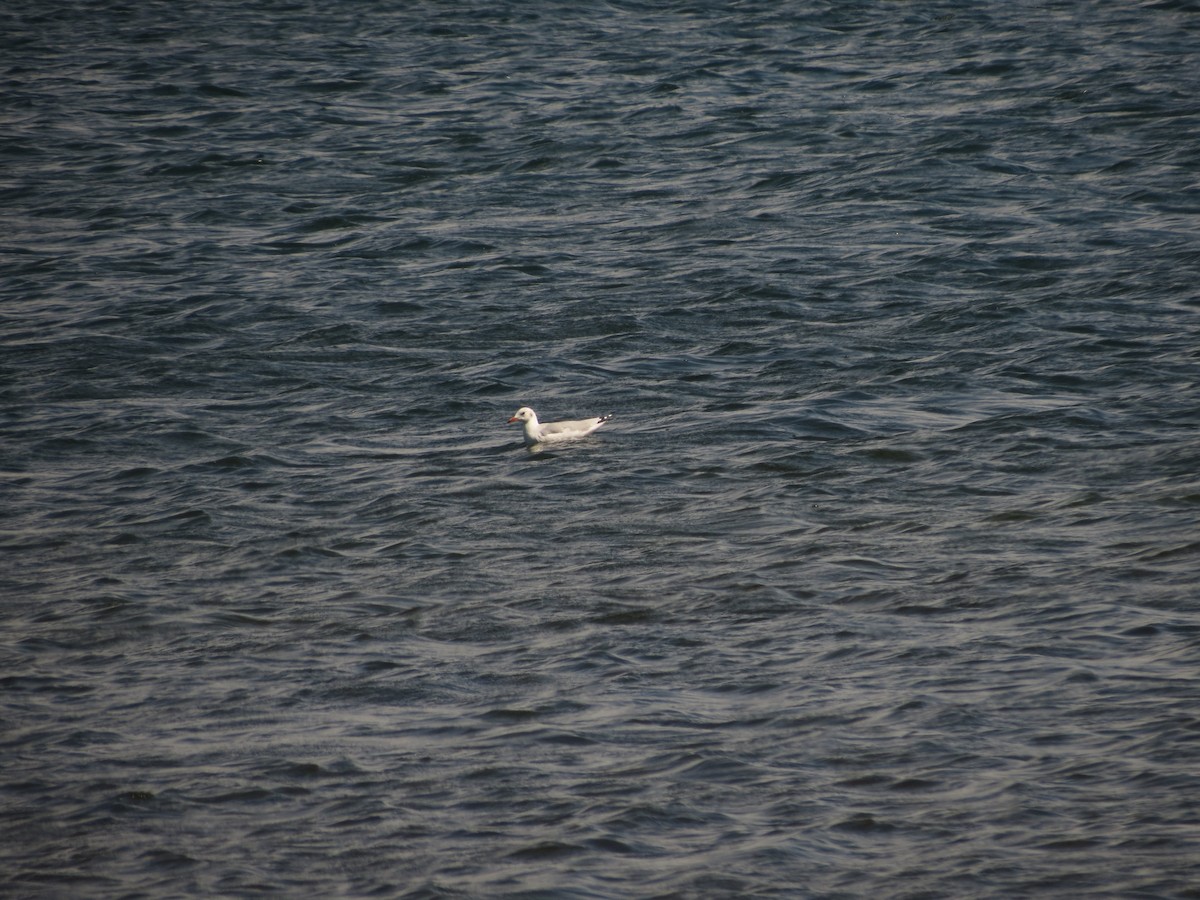 Gray-hooded Gull - Ralph Roberts