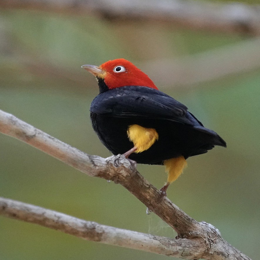 Red-capped Manakin - ML615835788