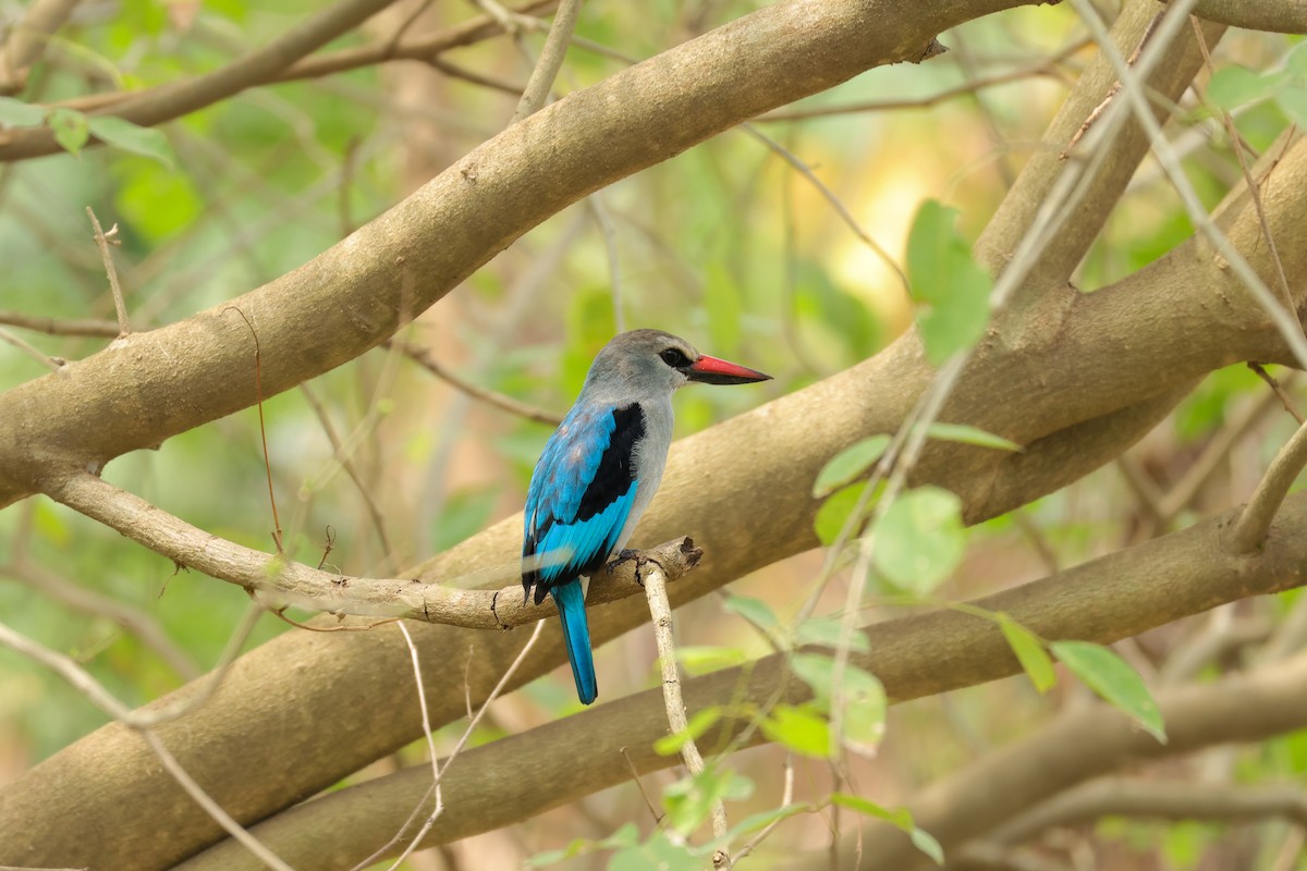 Woodland Kingfisher - Louis Hebert