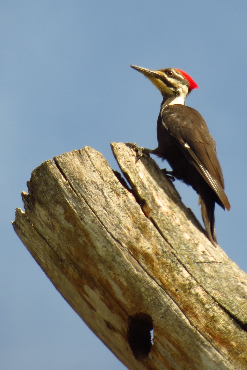 Pileated Woodpecker - ML615835843