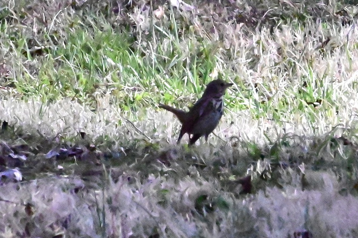 Hermit Thrush - ML615835857