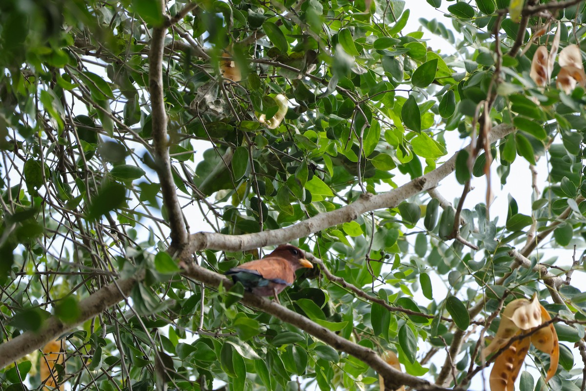 Broad-billed Roller - Louis Hebert