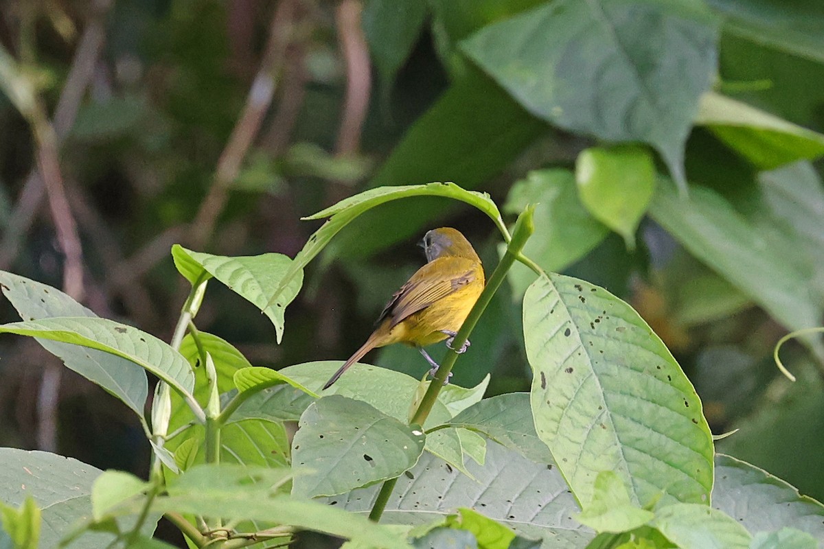 White-shouldered Tanager - Michael O'Brien