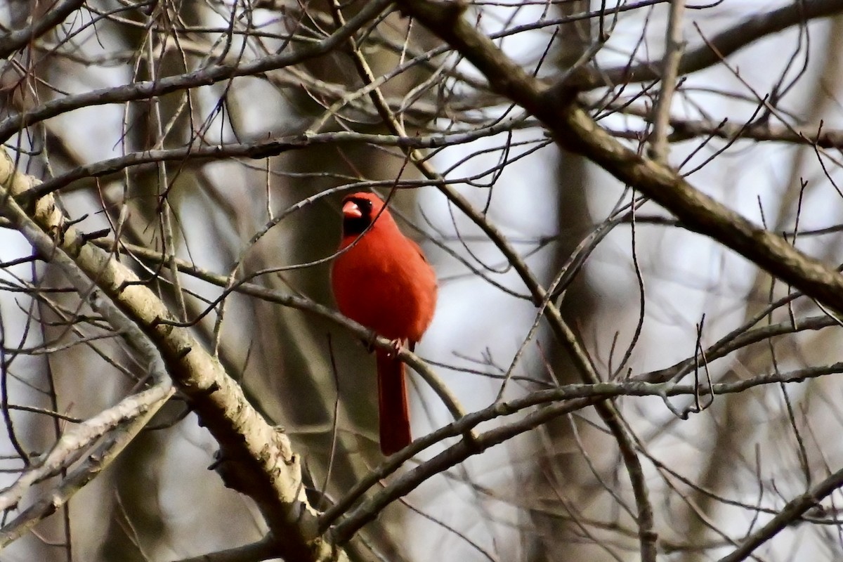 Cardinal rouge - ML615835876