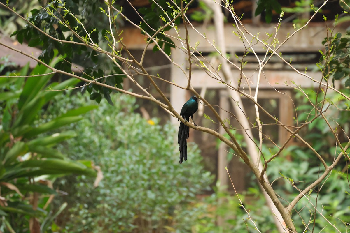 Long-tailed Glossy Starling - Louis Hebert