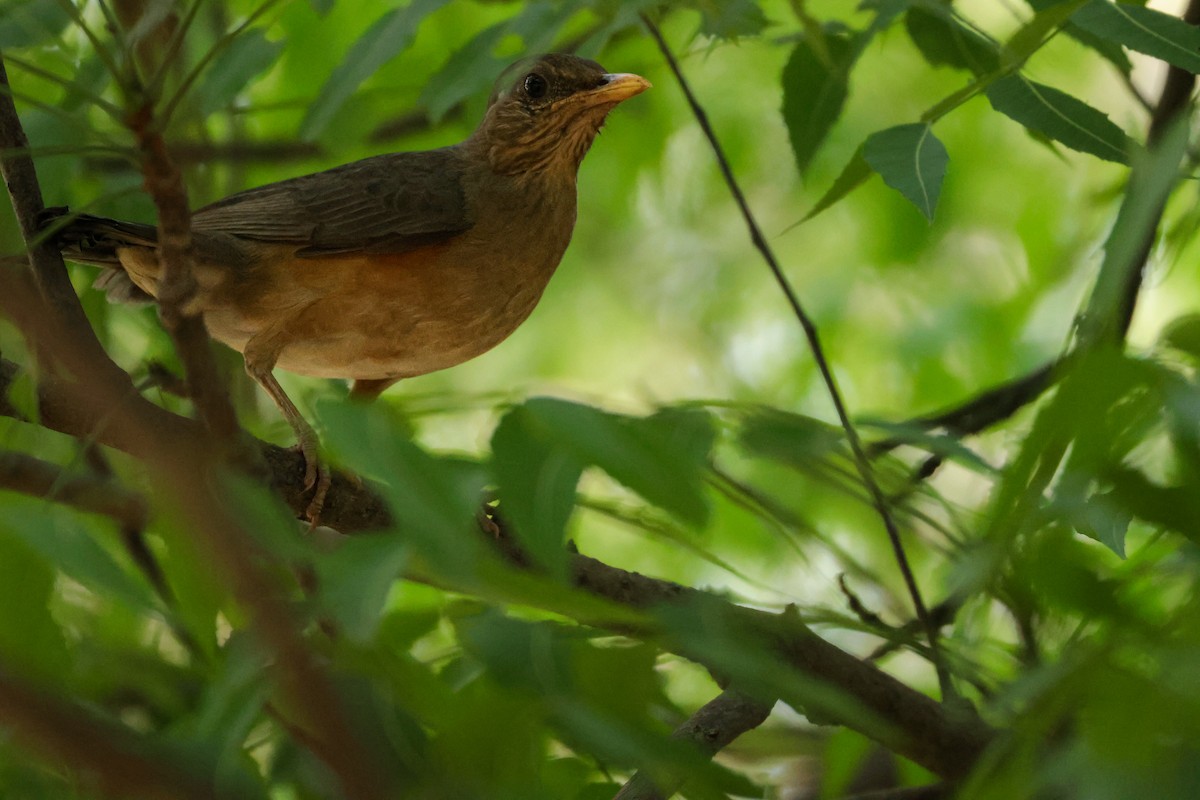 African Thrush - ML615835916