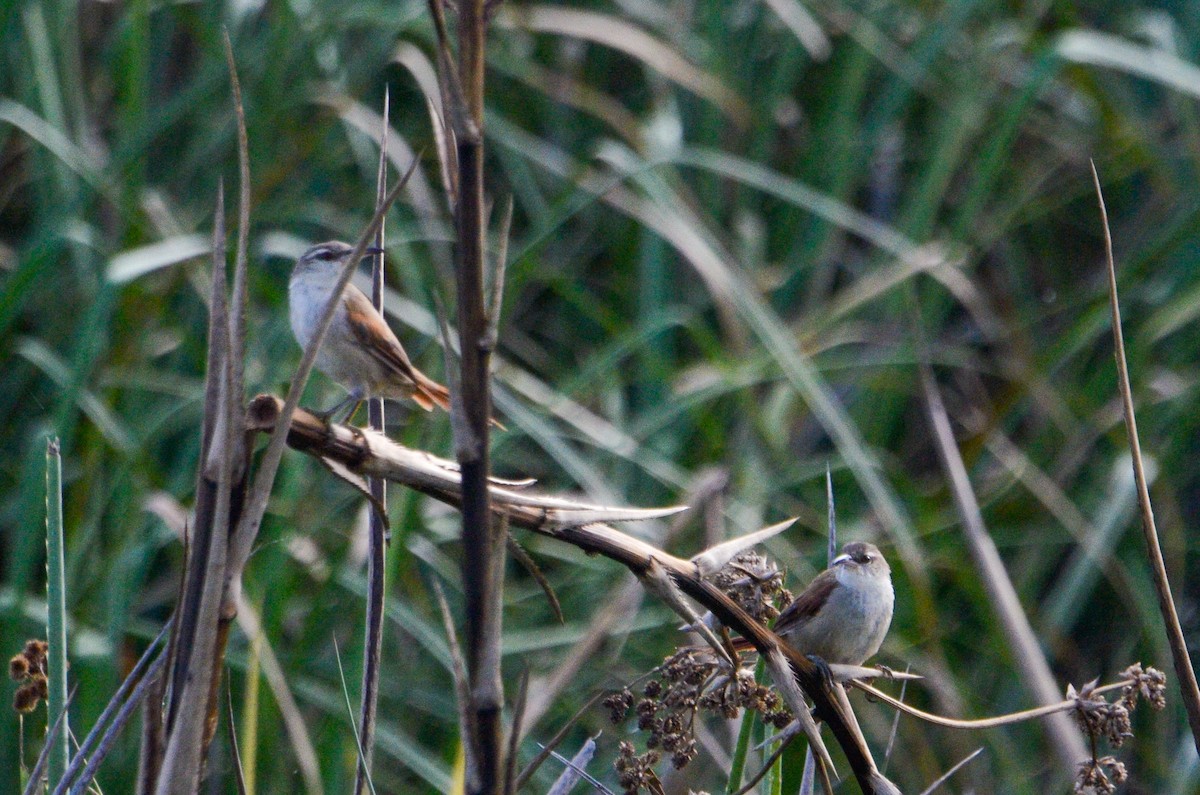 Straight-billed Reedhaunter - Pablo G. Fernández🦅