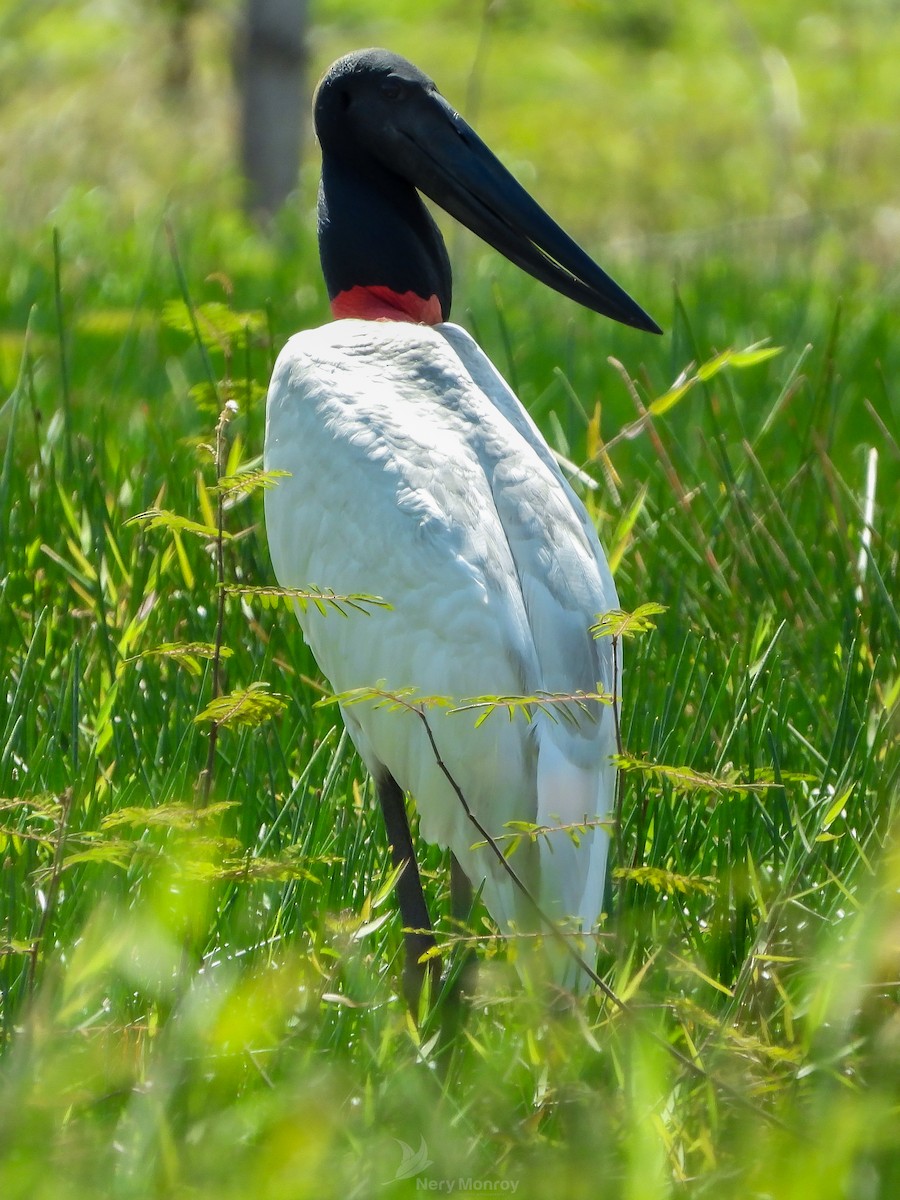 Jabiru d'Amérique - ML615836053