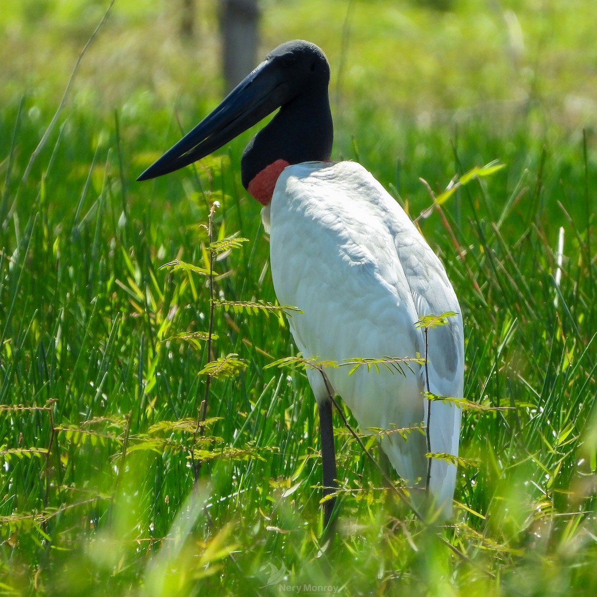 čáp jabiru - ML615836054