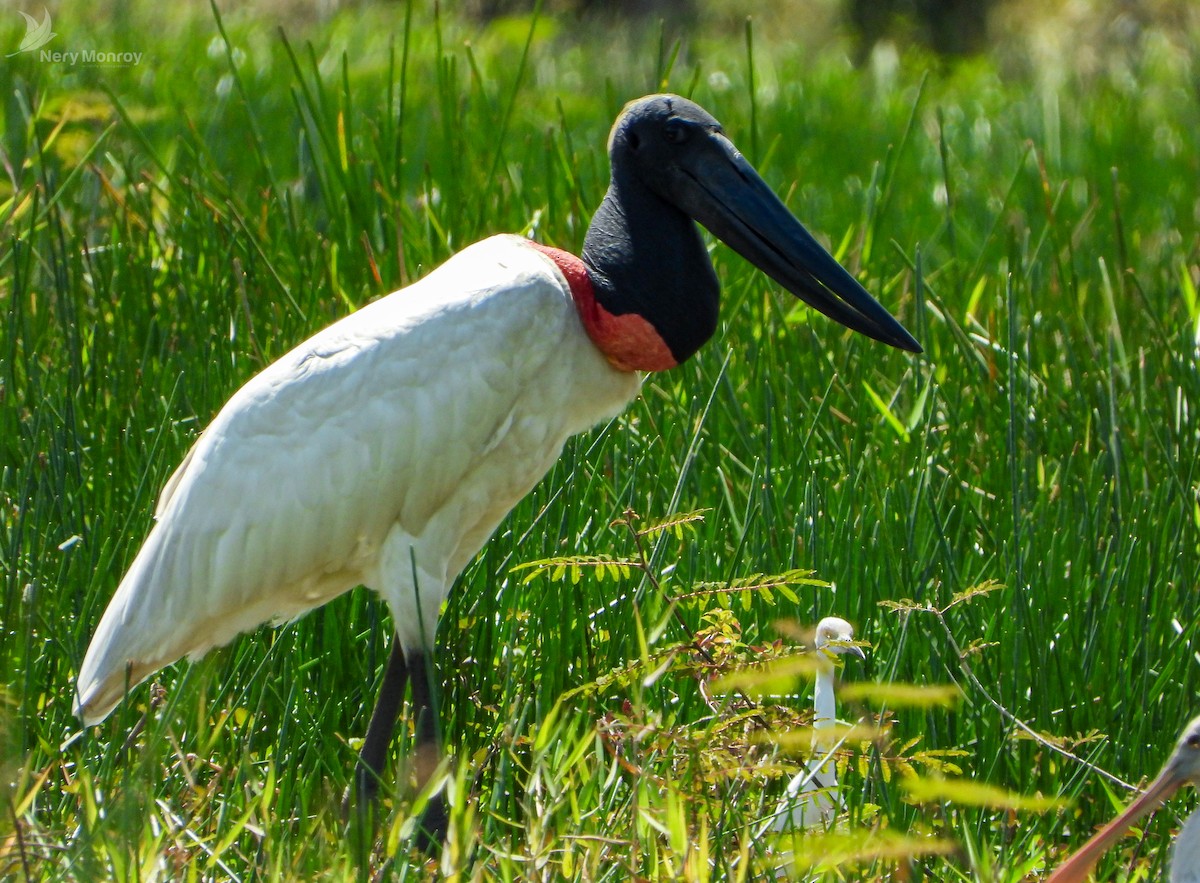 Jabiru d'Amérique - ML615836063