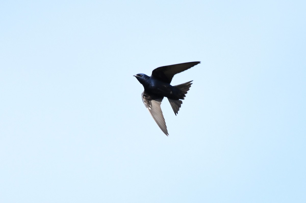 Purple Martin - ML615836066