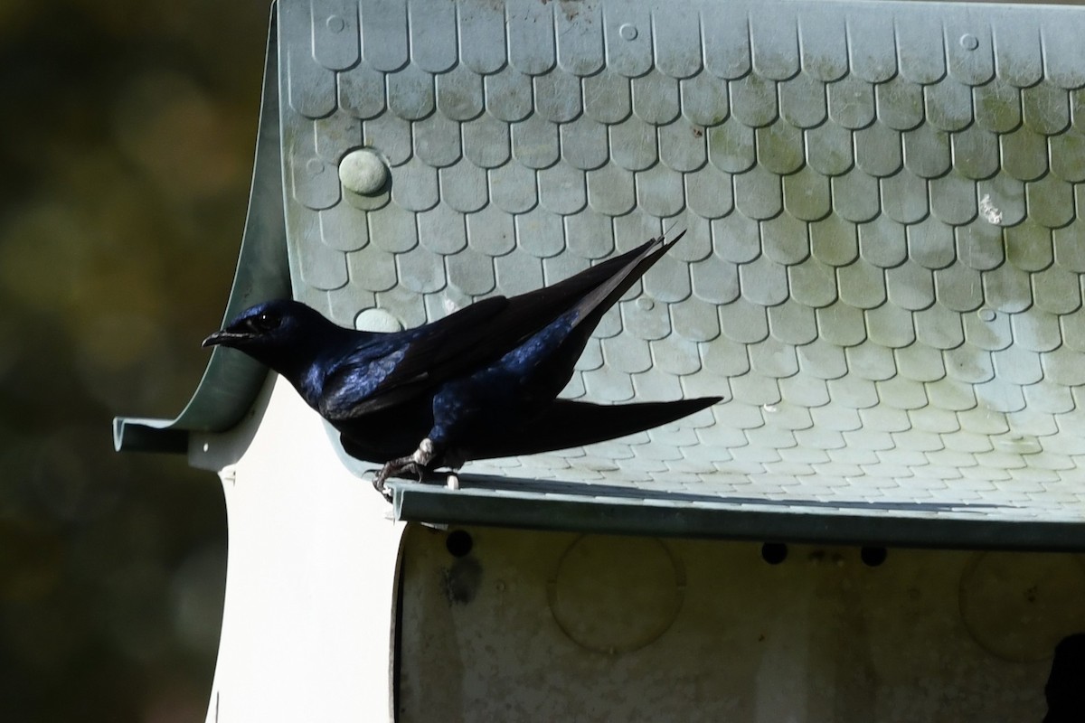 Purple Martin - ML615836084