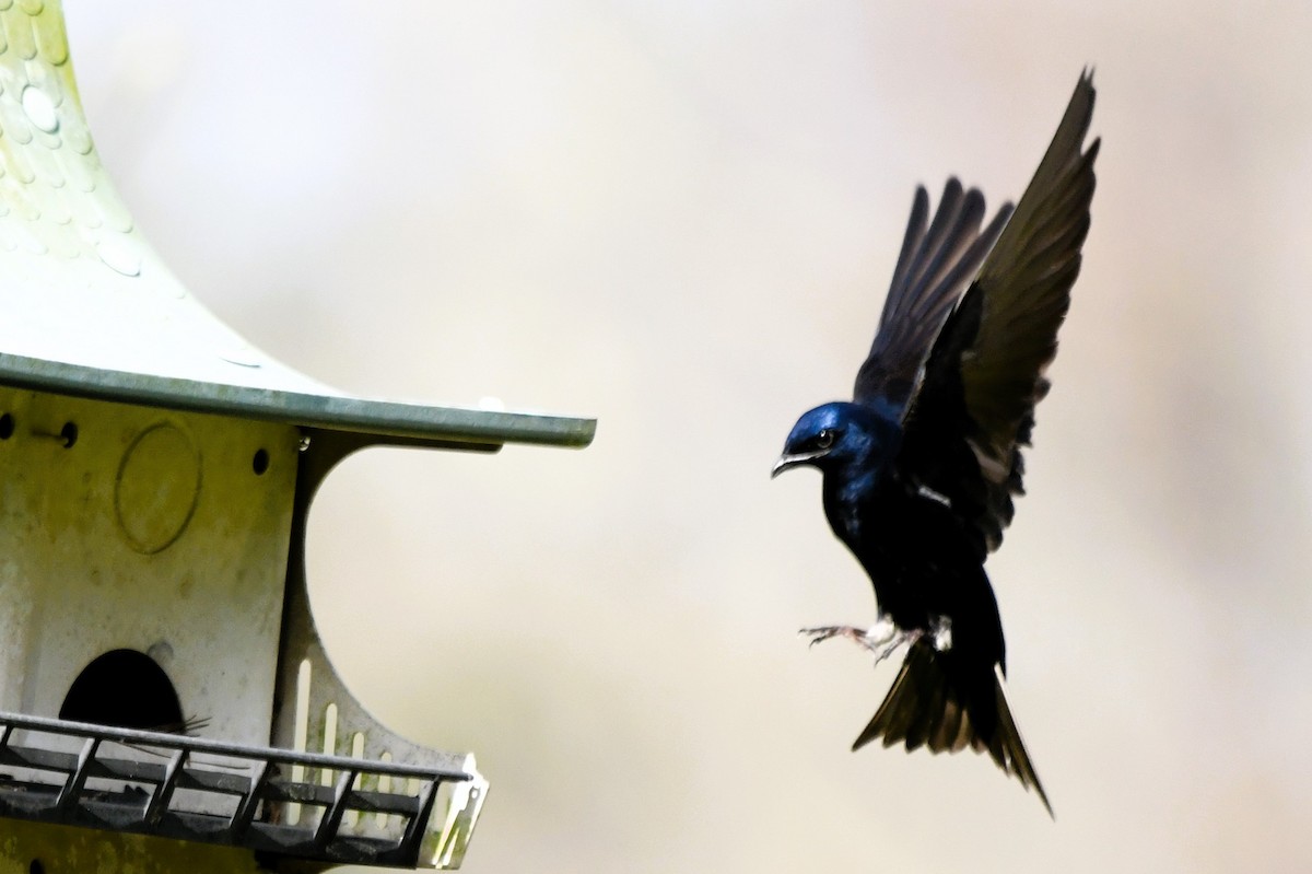 Purple Martin - ML615836085