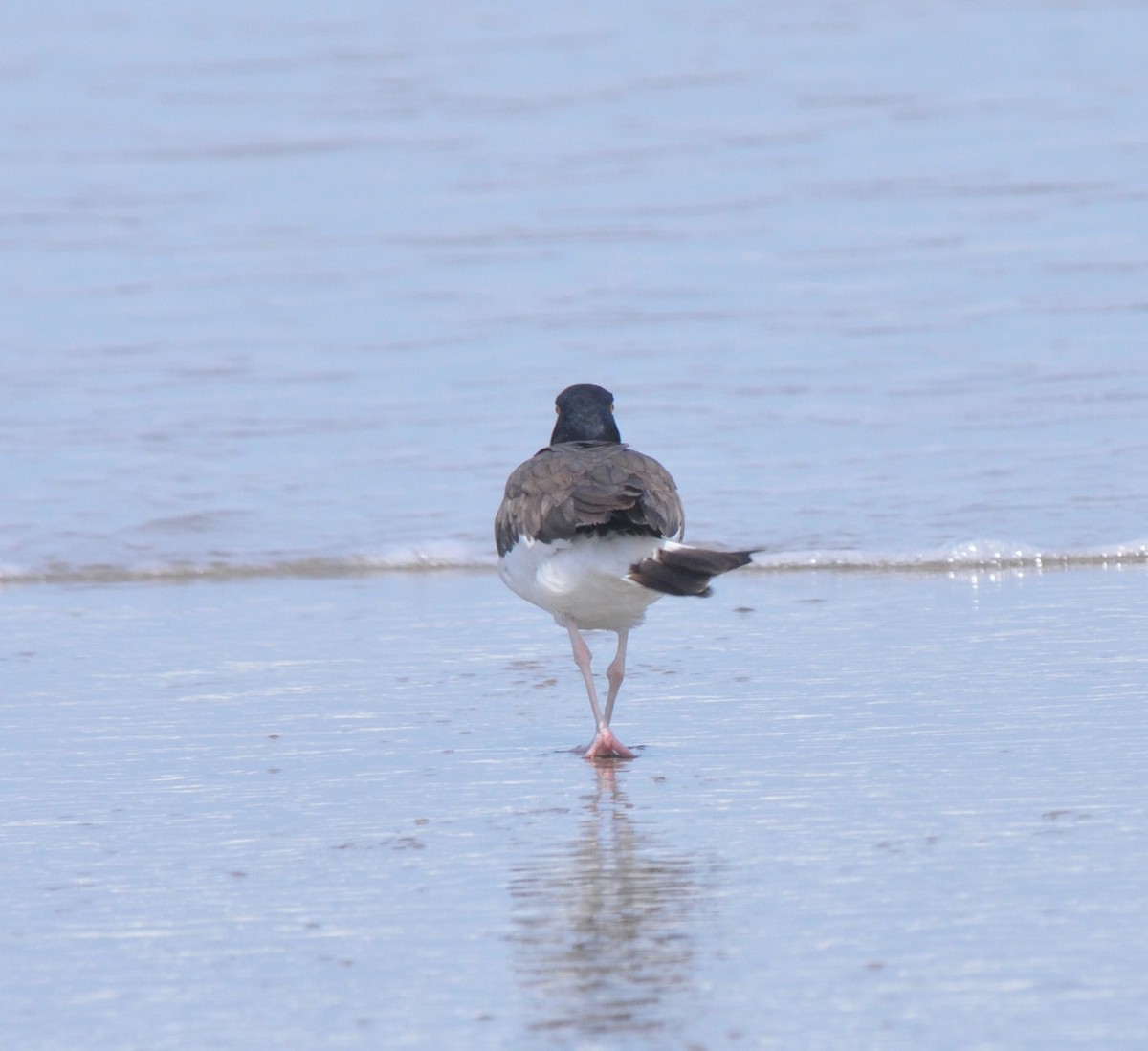 American Oystercatcher - Doug Faulkner