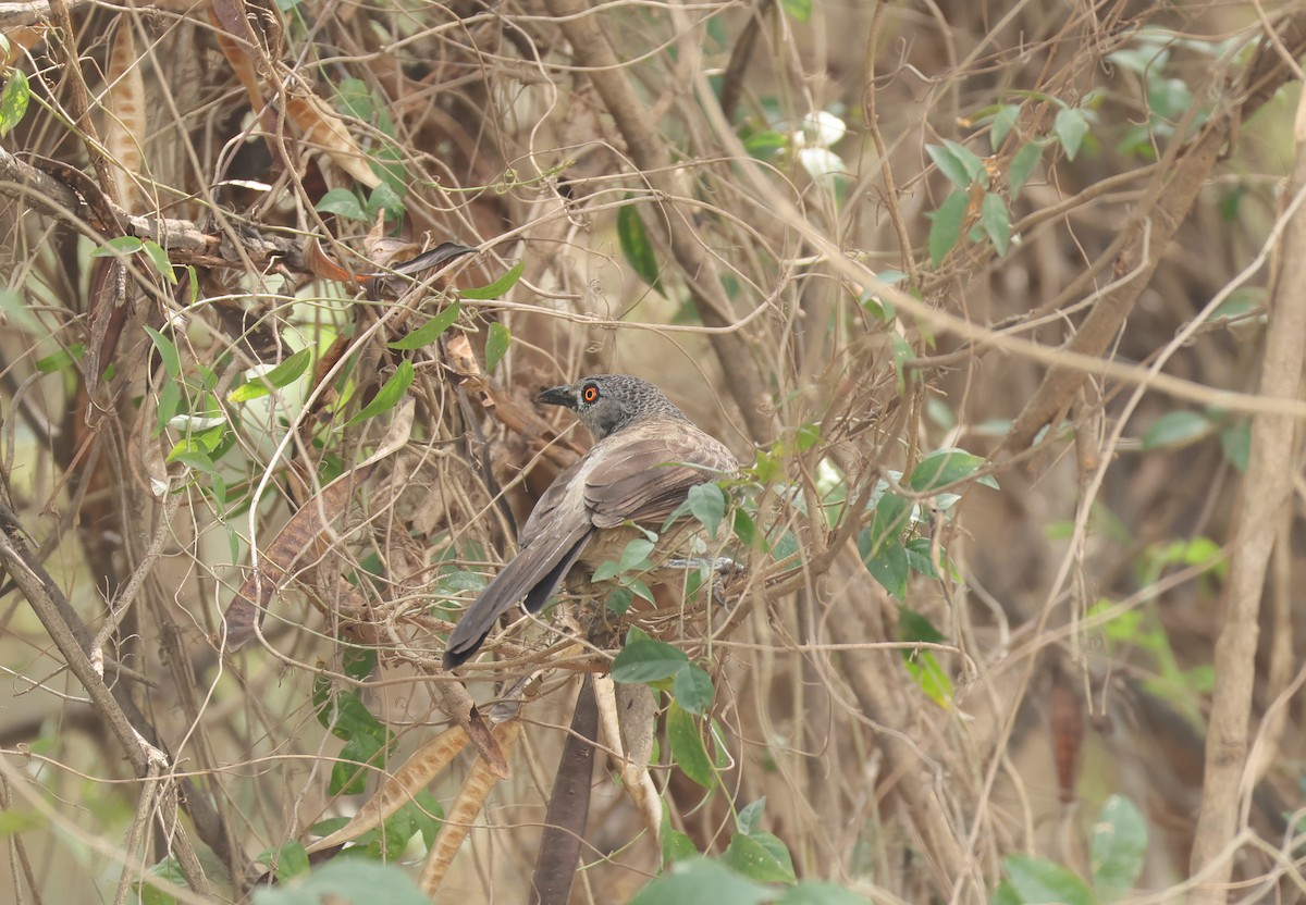 Brown Babbler - ML615836143