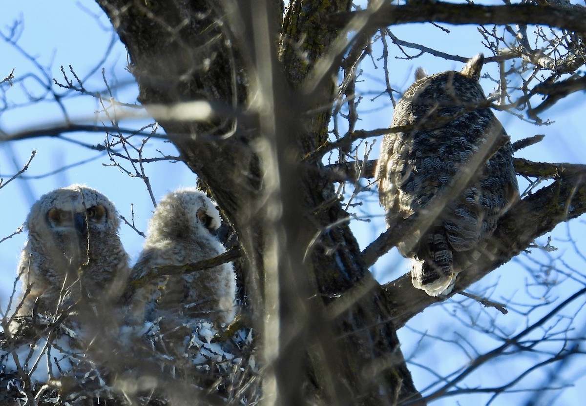 Great Horned Owl - Moira Swinton