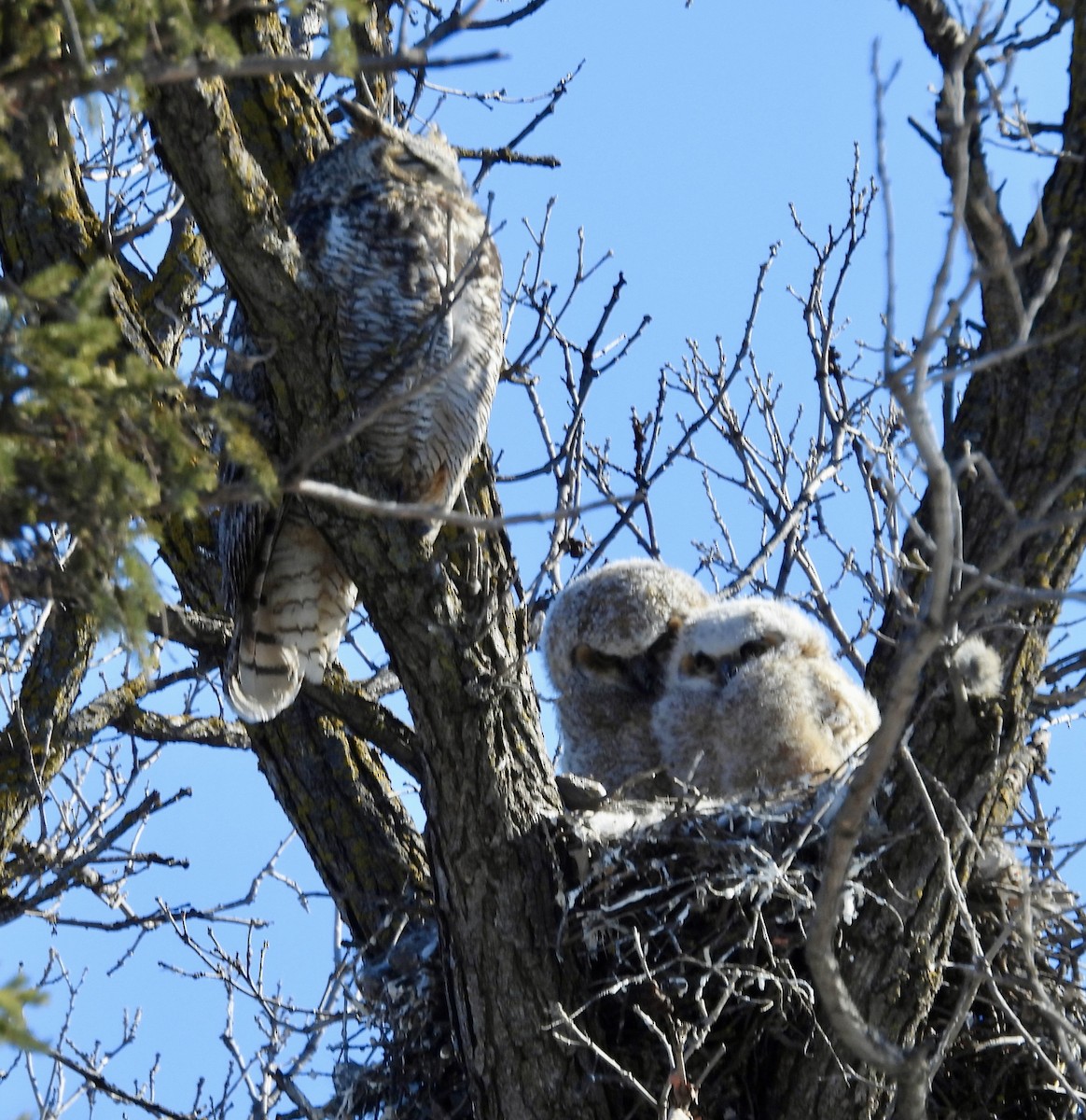 Great Horned Owl - Moira Swinton