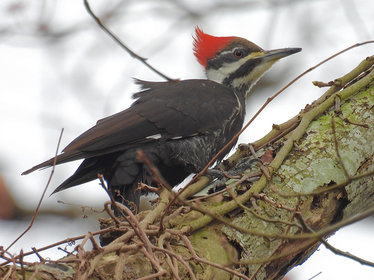 Pileated Woodpecker - ML615836184