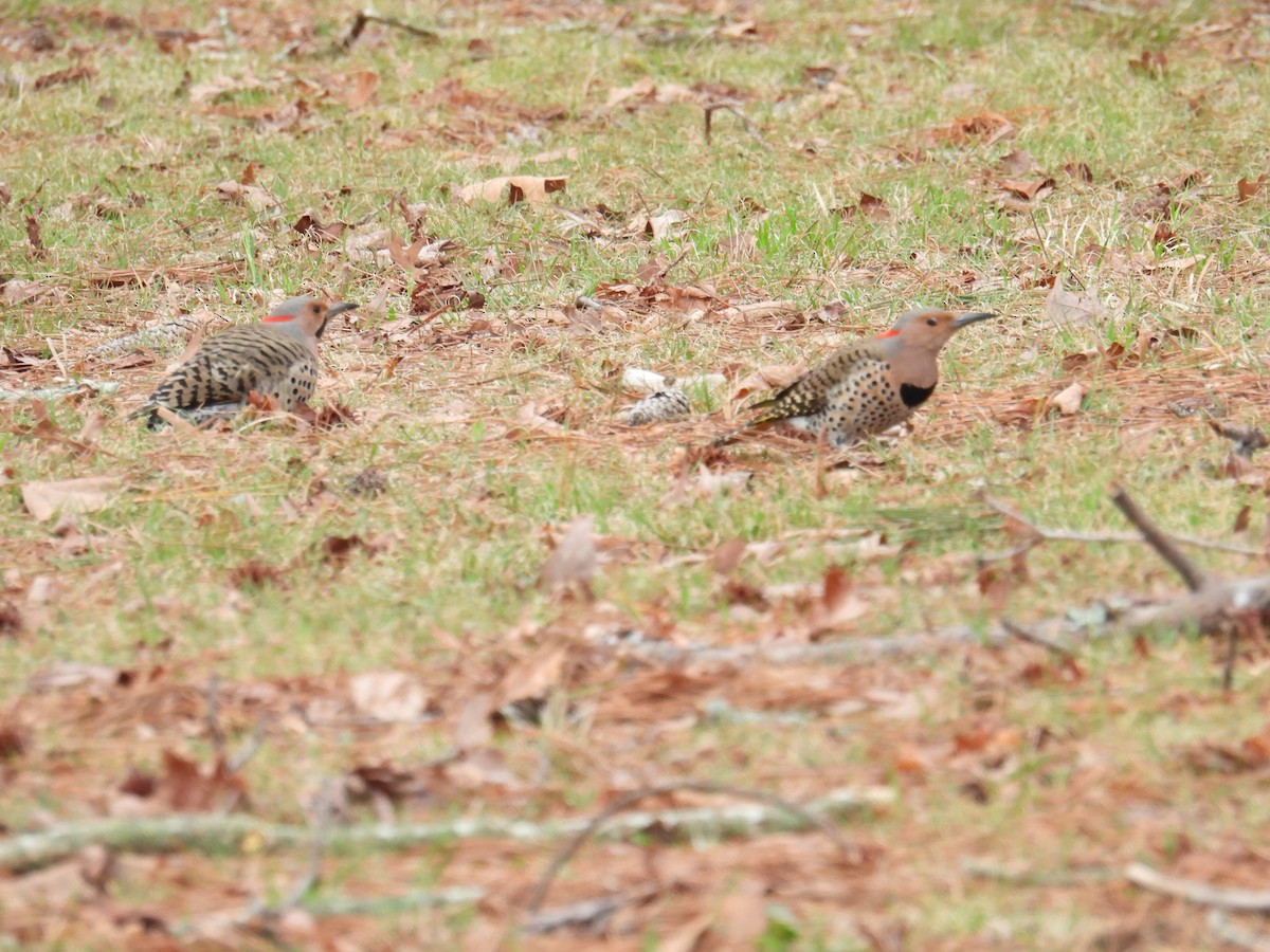 Northern Flicker - ML615836195