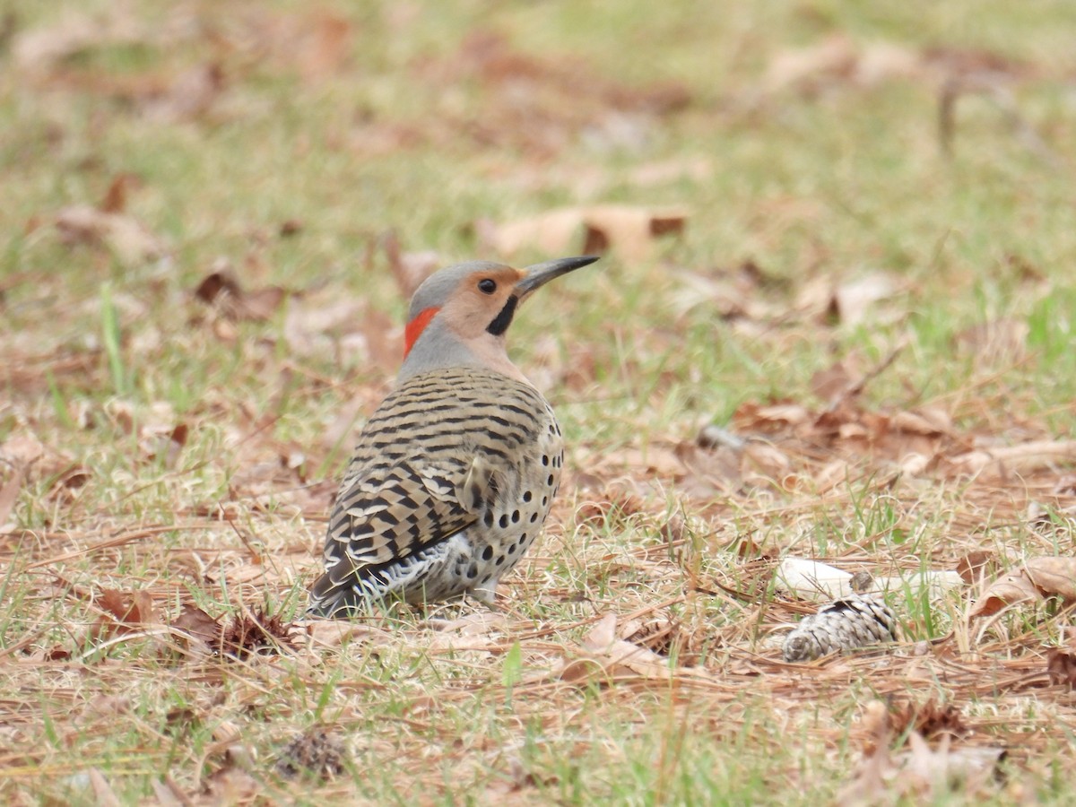 Northern Flicker - ML615836196