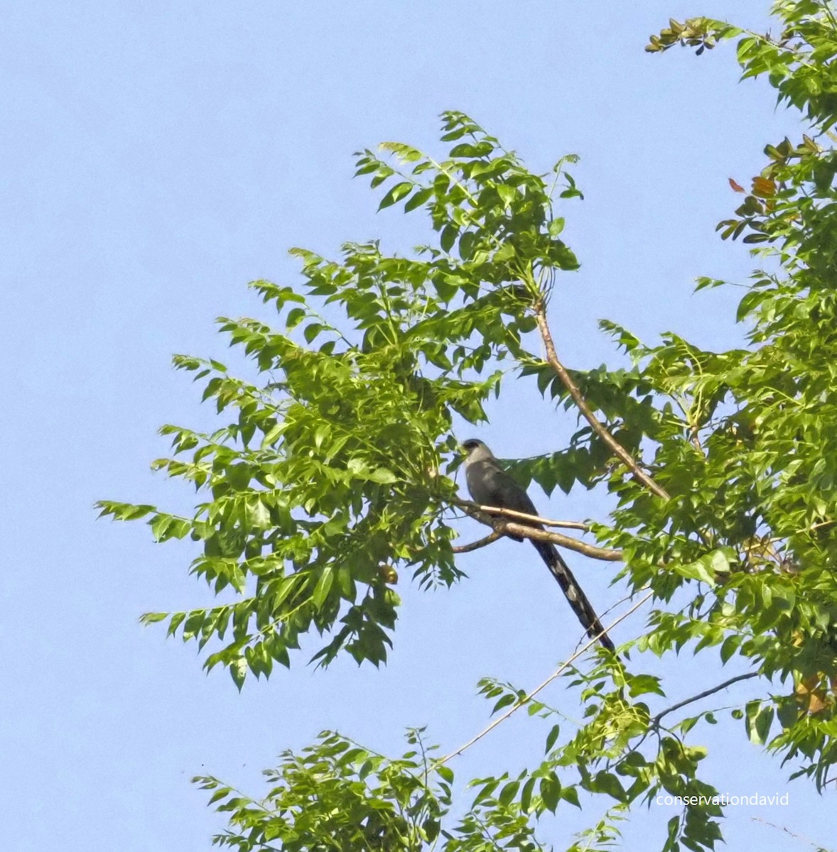 Green-billed Malkoha - ML615836225