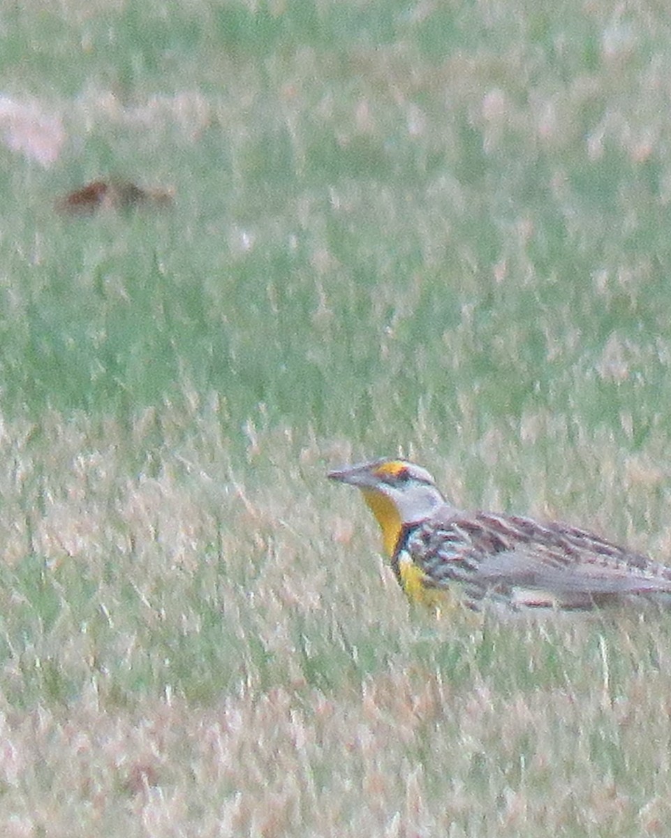 Eastern Meadowlark - ML615836262