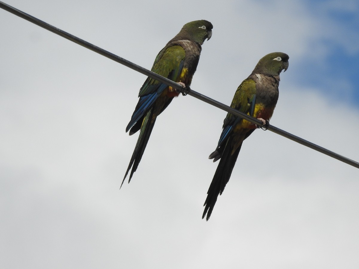 Conure de Patagonie - ML615836287