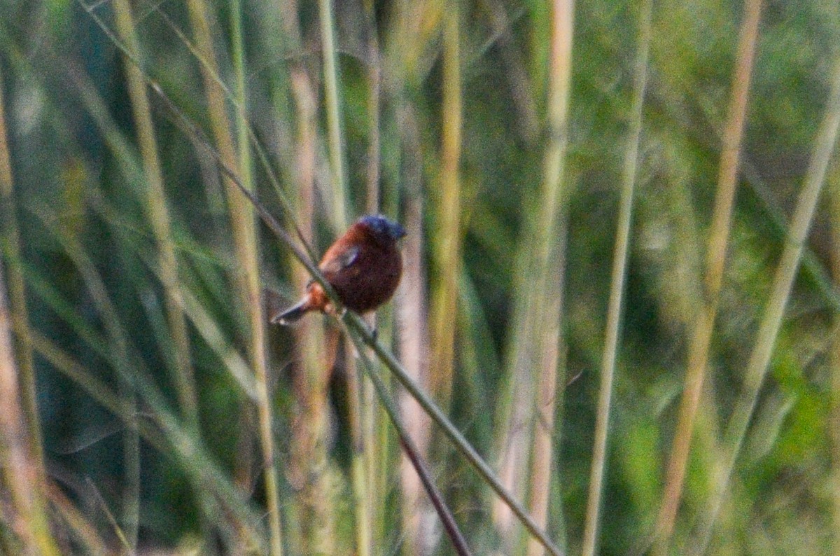 Chestnut Seedeater - ML615836314