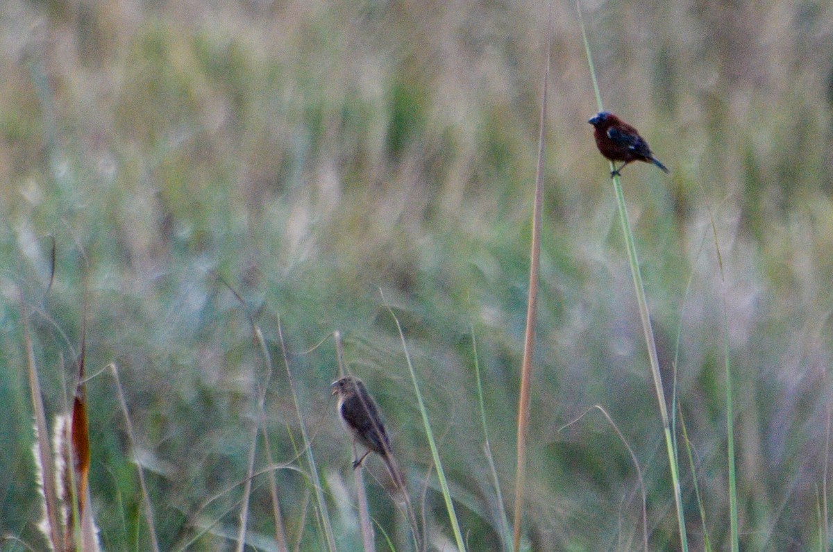 Chestnut Seedeater - ML615836318